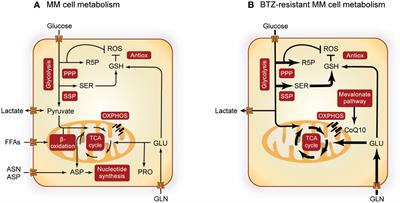 Metabolic changes underlying drug resistance in the multiple myeloma tumor microenvironment